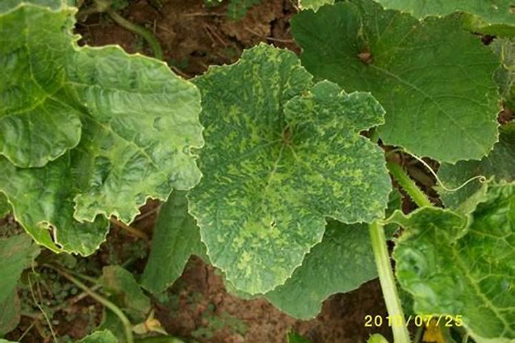 老师看看这甜瓜是不是病毒病啊,用什么药