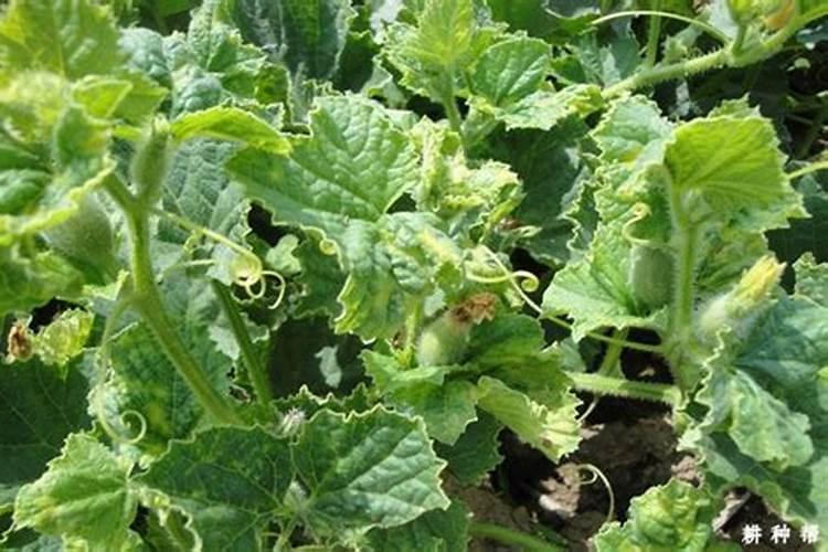 病毒病甜瓜都花了!请问一下老师们!病毒病感染了,能治好吗？