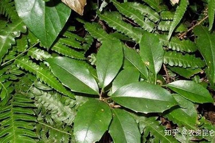 ﻿五味子除草剂发生药害原因