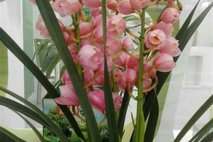 如何认识兰花是否是好的品种