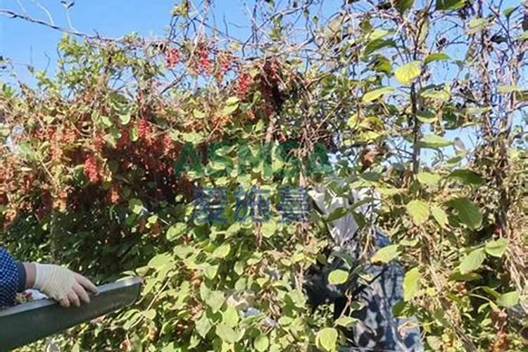 五味子的田间施肥技术