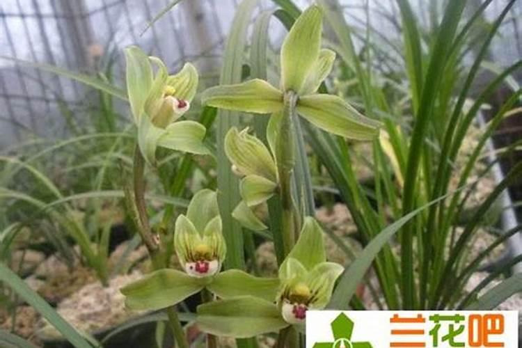 一月什么清水养