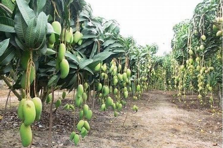 芒果树结果的时候能浇化肥吗