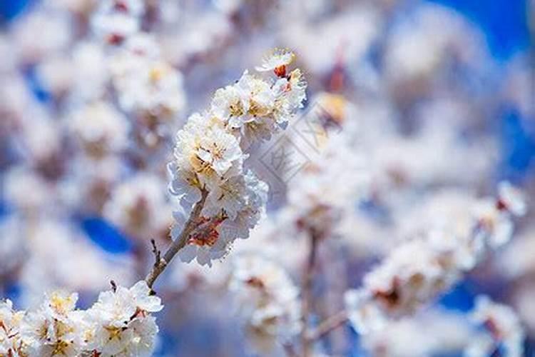 想提高西梅的产量,需要掌握的种植技巧有哪些？