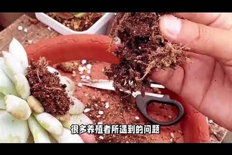 法师施什么肥最好