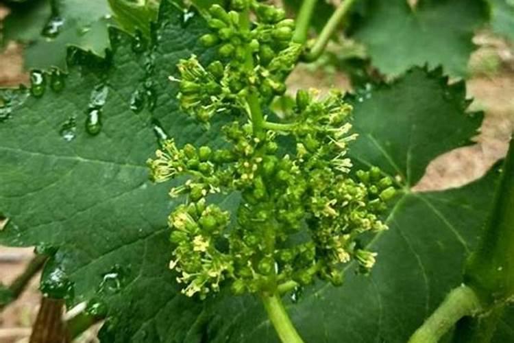 葡萄硼肥什么时候打最好？开花前？还是花期打？