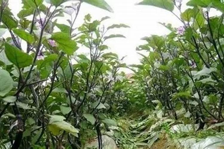 茄子移栽后多少天追肥