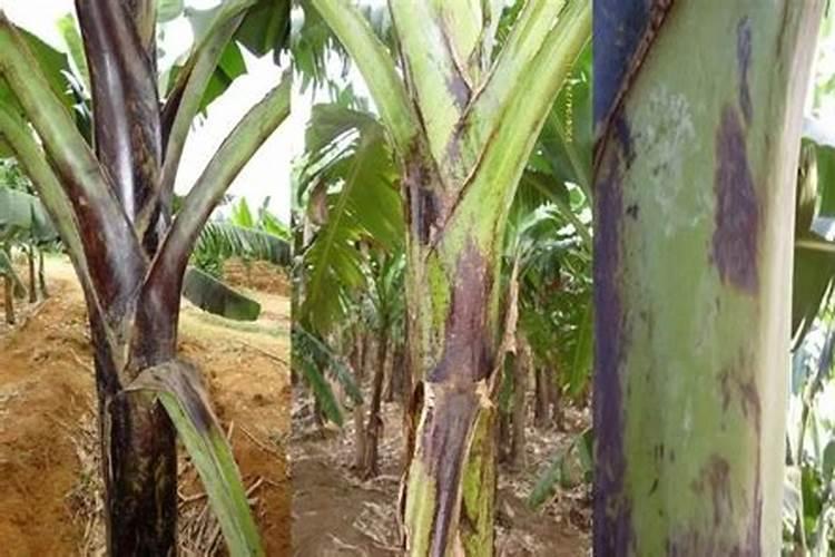 葡萄茎杆及叶片出现腐烂干枯～