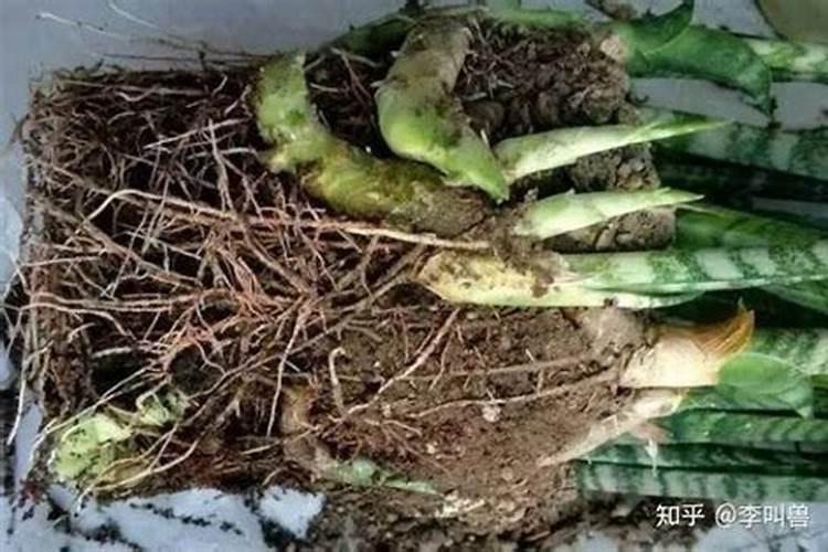 稻子烂裤子怎么办啊