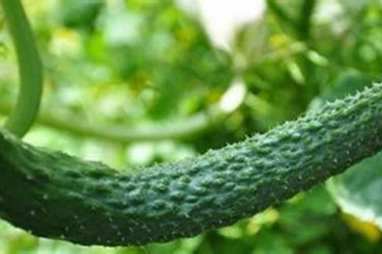 黄瓜施用叶面肥需要注意什么