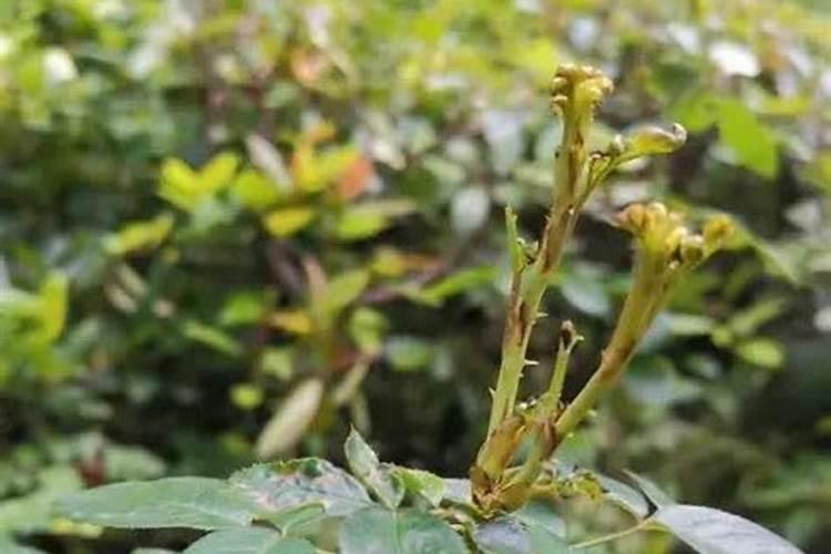 移栽苗木秋冬季的养护一般措施？越详细越好,谢谢!