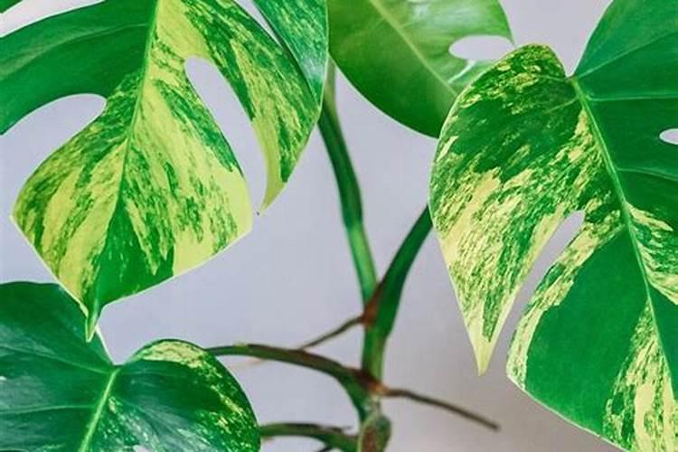 龟背竹用什么肥料好 龟背竹怎么施肥