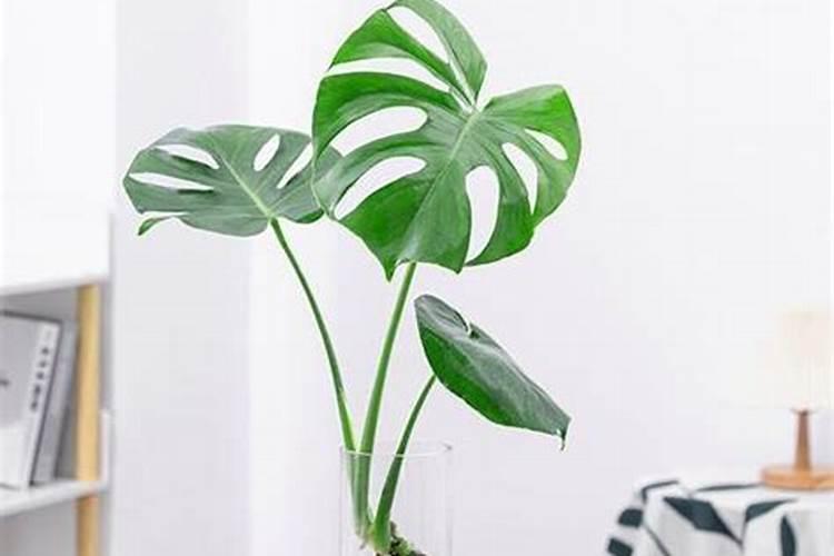 龟背竹施什么肥好,龟背竹施氮磷钾肥最好