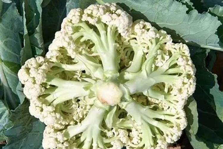 松花菜后期怎么管理