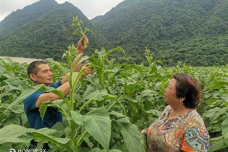 烤烟一次冲施多少肥料？烤烟用叶面肥比较好？烤烟喷施昆仑风