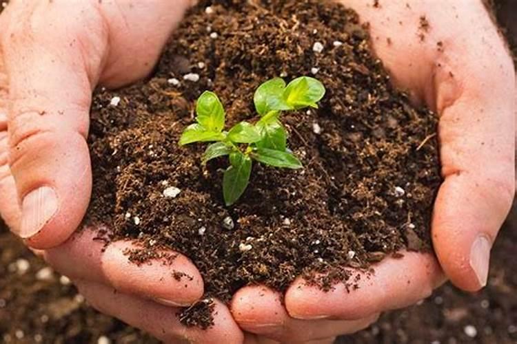 微量元素肥料有几种施用方法？