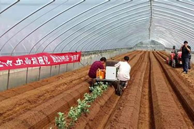 草莓什么时候打叶面肥？草莓叶面喷什么好？草莓膨果增甜叶面肥“金泰靓...