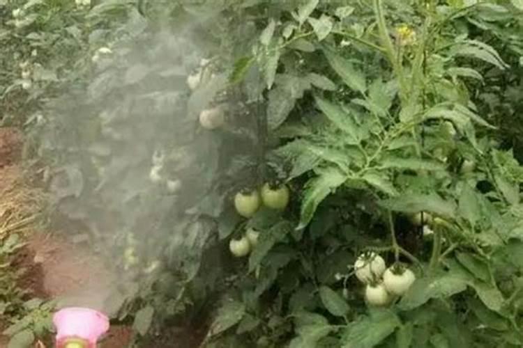 西红柿芽枯病用什么药