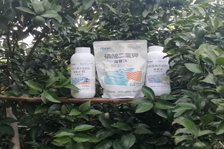 果树常用磷肥有哪些