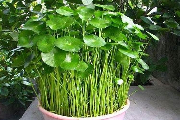 室外铜钱草怎么过冬