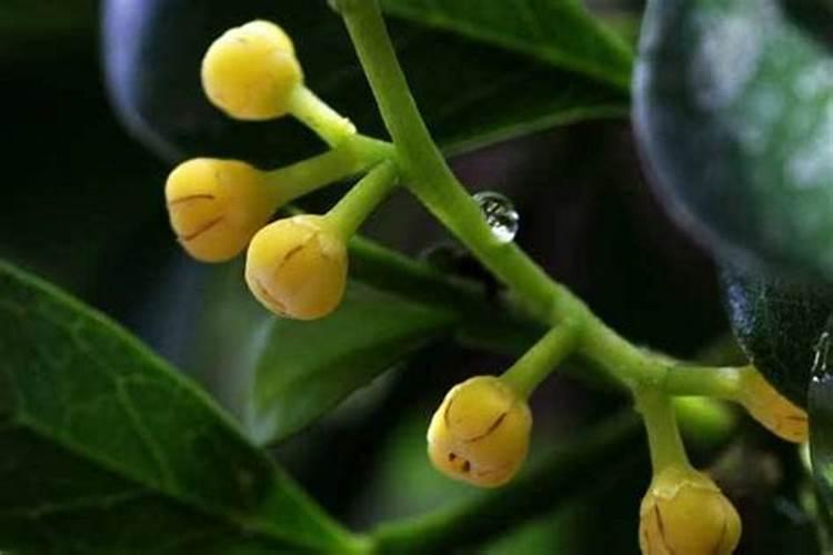 米兰多久浇一次水