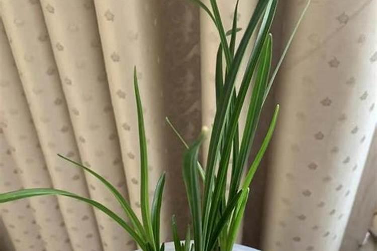 刚买的米兰花怎么养护