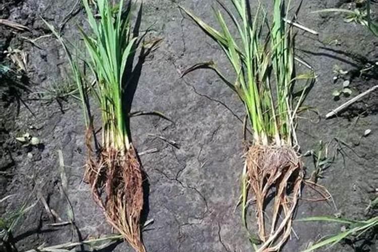 晚稻禾苗发黄矮缩,求发病原因及解决方案