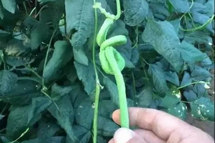 豇豆叶片发黄原因和处理方法