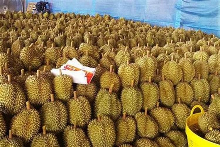 丝瓜坐果期冲施什么肥