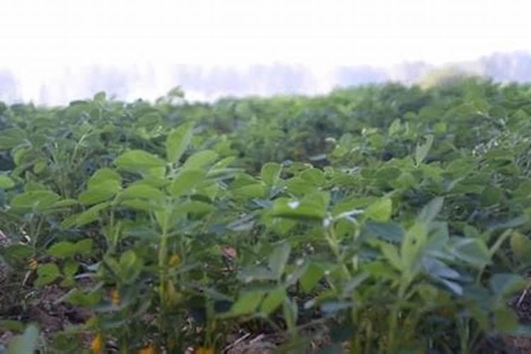 花生追施叶面肥好吗？叶面肥怎么用效果好？叶面肥多少钱一袋？