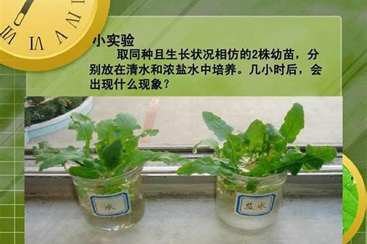 玉米叶面肥打了将打完四个小时就下雨了还管用吗？