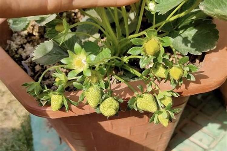 盆栽草莓施肥用什么肥料好