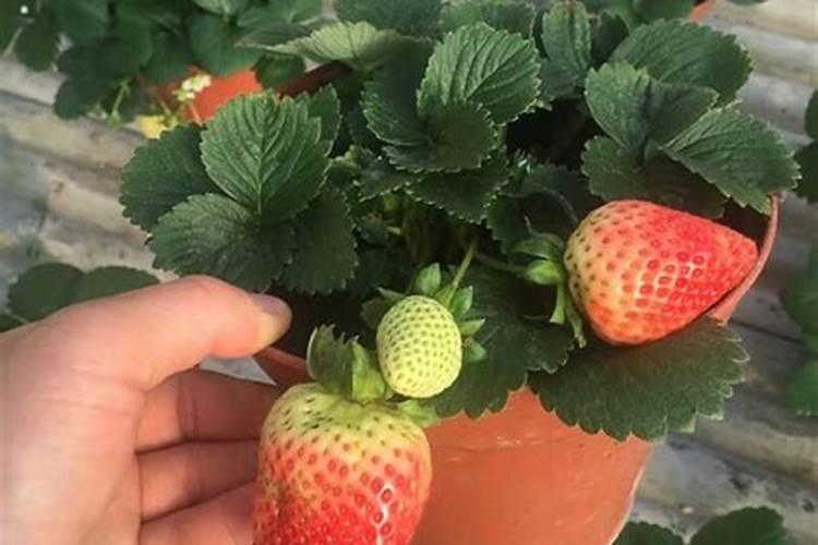 如何盆养草莓