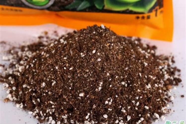 鸡冠花种植时间和方法