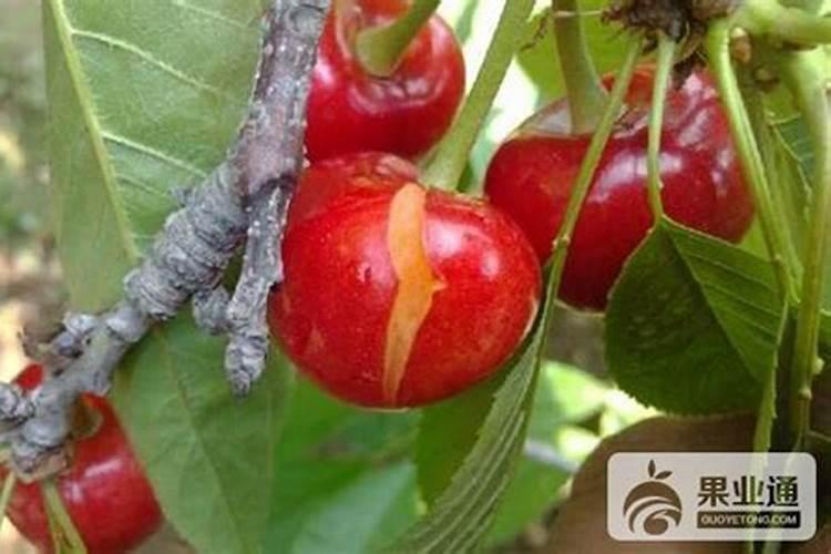 南方樱桃花期能不能喷磷酸二氢钾、糖醇钙和流体硼？