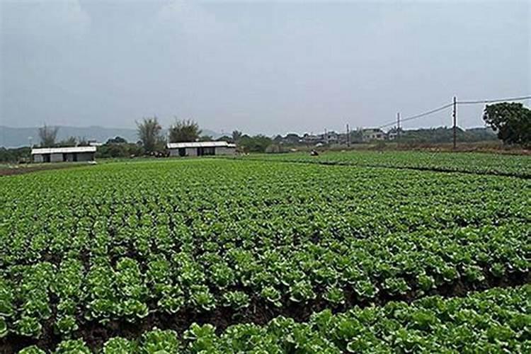 甜菜高效种植技术要点