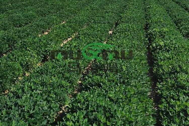 花生地撒石灰的最佳时间是什么时候？为何要撒石灰？