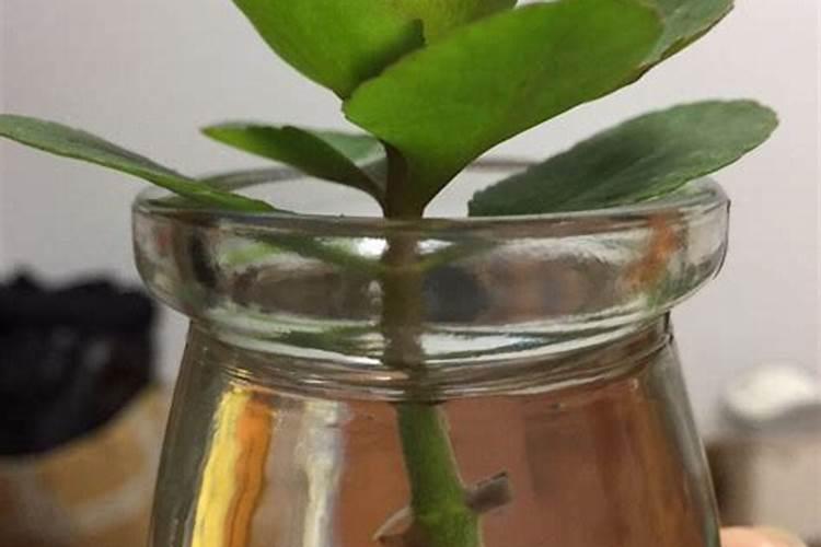 长寿花如何护理才能开好花？