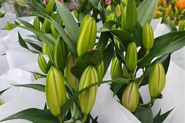 百合花什么时候施肥