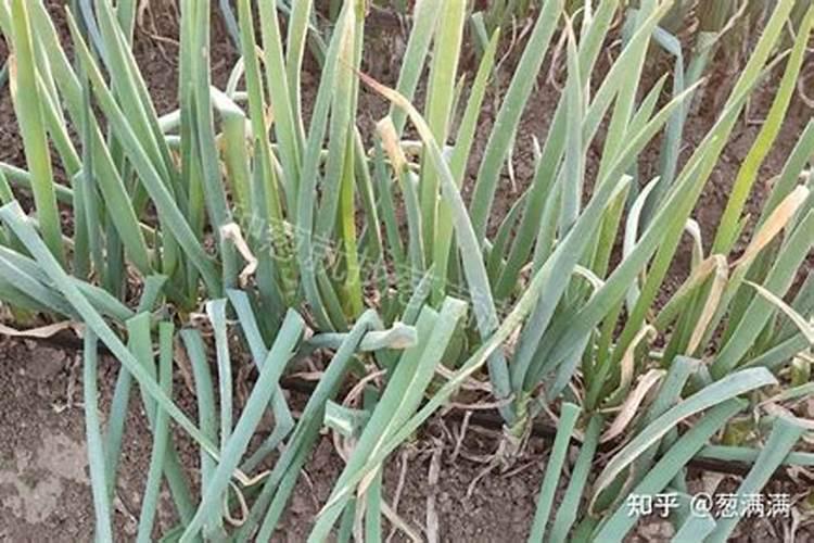 大葱的种植管理要点和大葱施肥时期及叶面肥选择