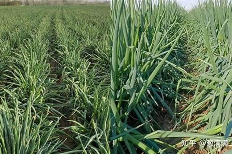 大葱专用肥料哪种的好？大葱抗病增产喷施昆仑风叶面肥!