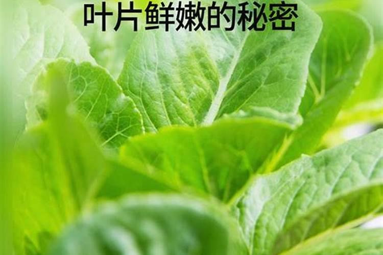 菜花的种植管理技术 长见识了吧