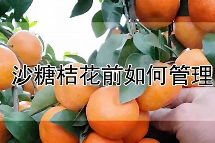 沙糖桔花蕾期,应做好什么管理工作
