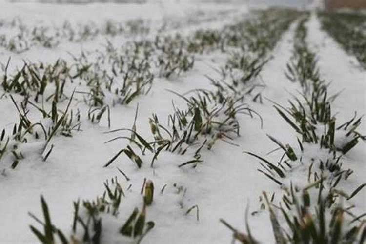 麦地补撒磷肥可以吗？ 趁雨天。