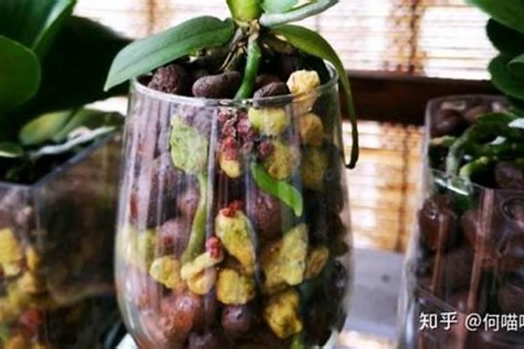 新种兰花怎样浇水,施肥？