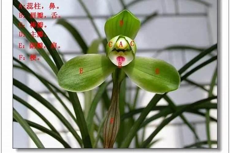 夏天兰花怎么养