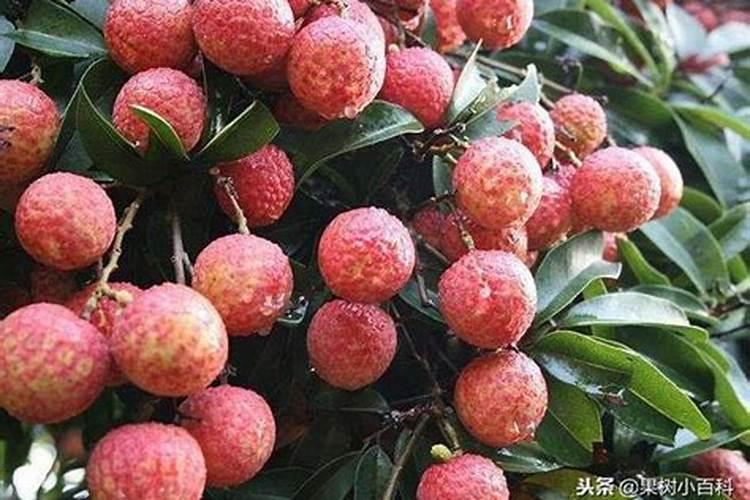 荔枝梢期可以喷氨基酸叶面肥吗