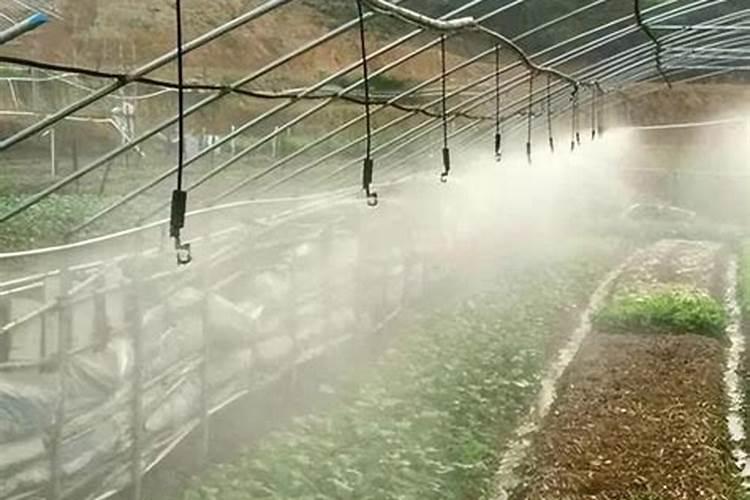 氧化钾肥叶面喷施正确方法