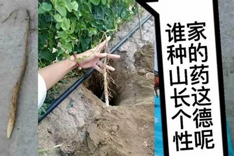 山药用腐殖酸水溶肥做底肥怎么样？底肥什么时候用效果最好？