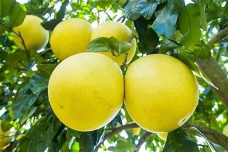 福进门水溶肥20公斤报价